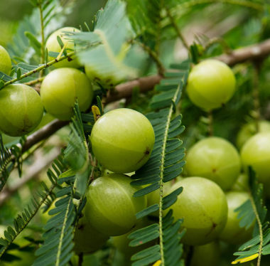 Amla Fruit Extract